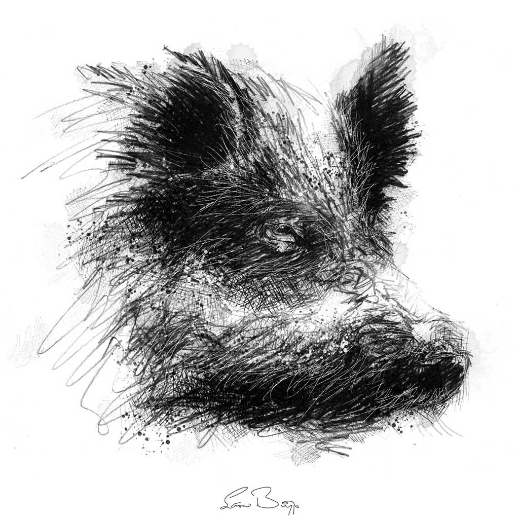 Wild boar head