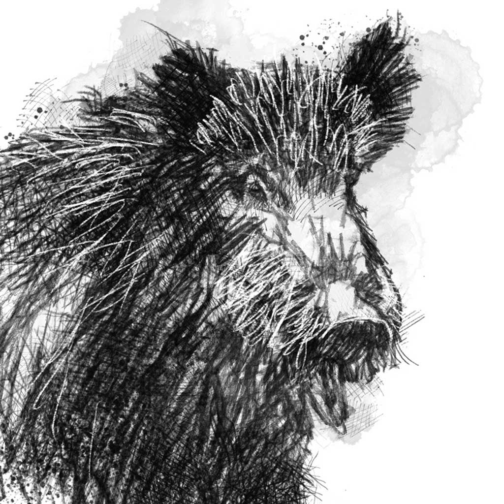 Wild boar