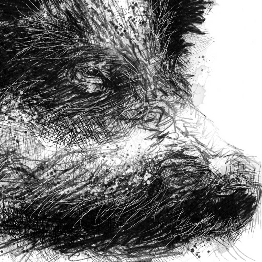Wild boar head