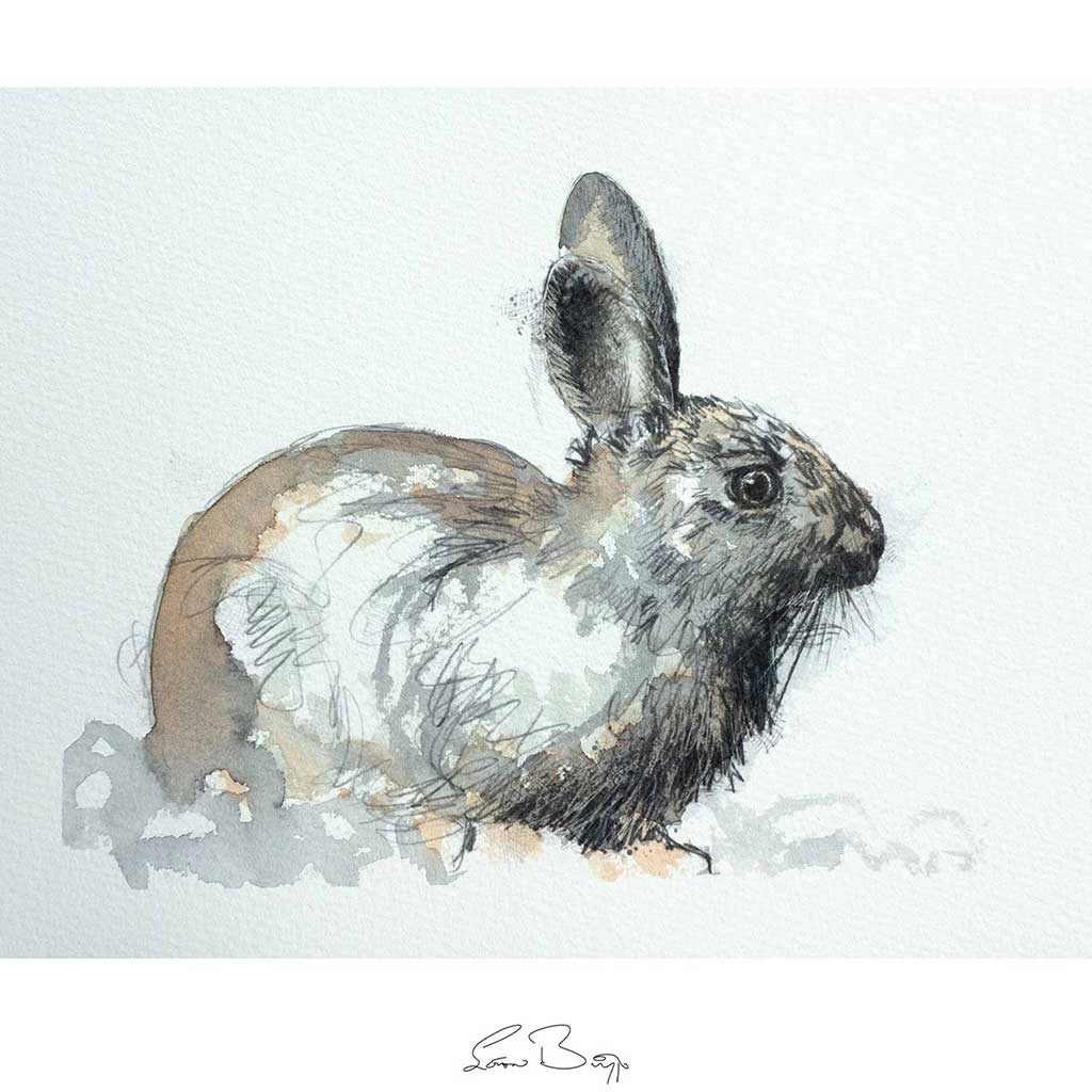 Wild rabbit
