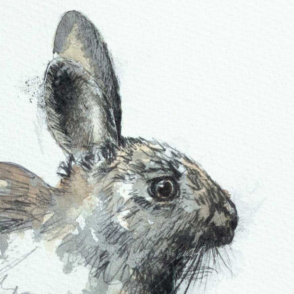 Wild rabbit