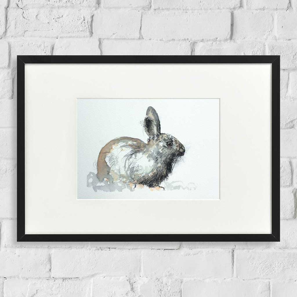 Wild rabbit
