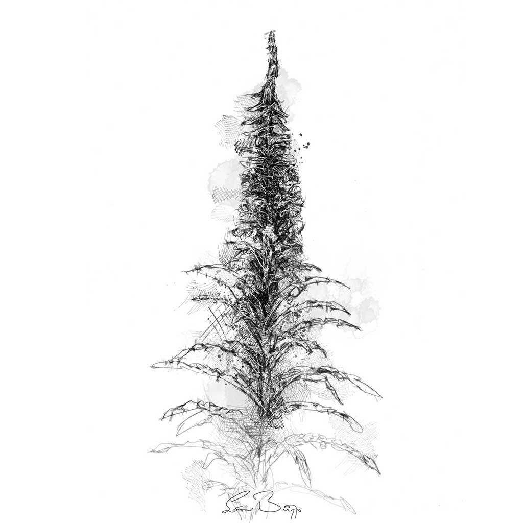 Willowherb