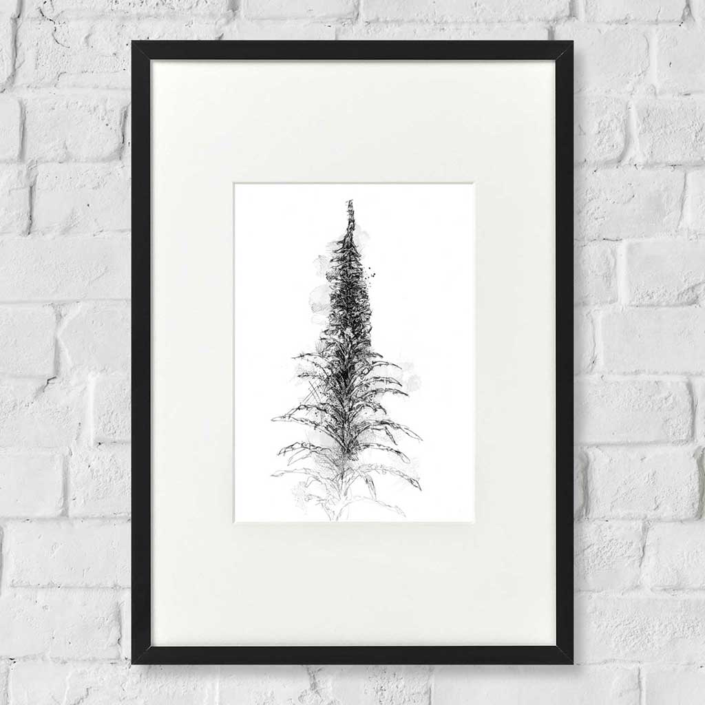Willowherb