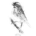 Whinchat