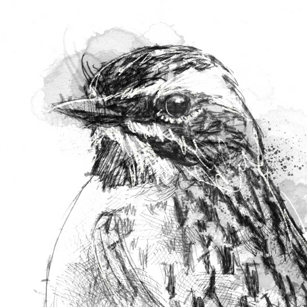 Whinchat