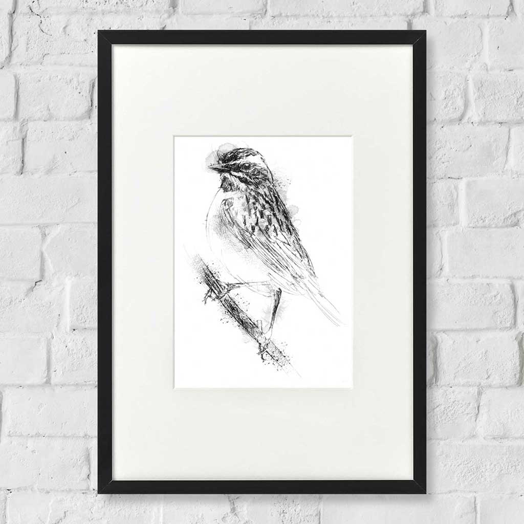 Whinchat