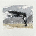 Windswept tree original mini sketch