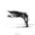 Windswept tree