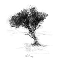 Windswept thorn tree