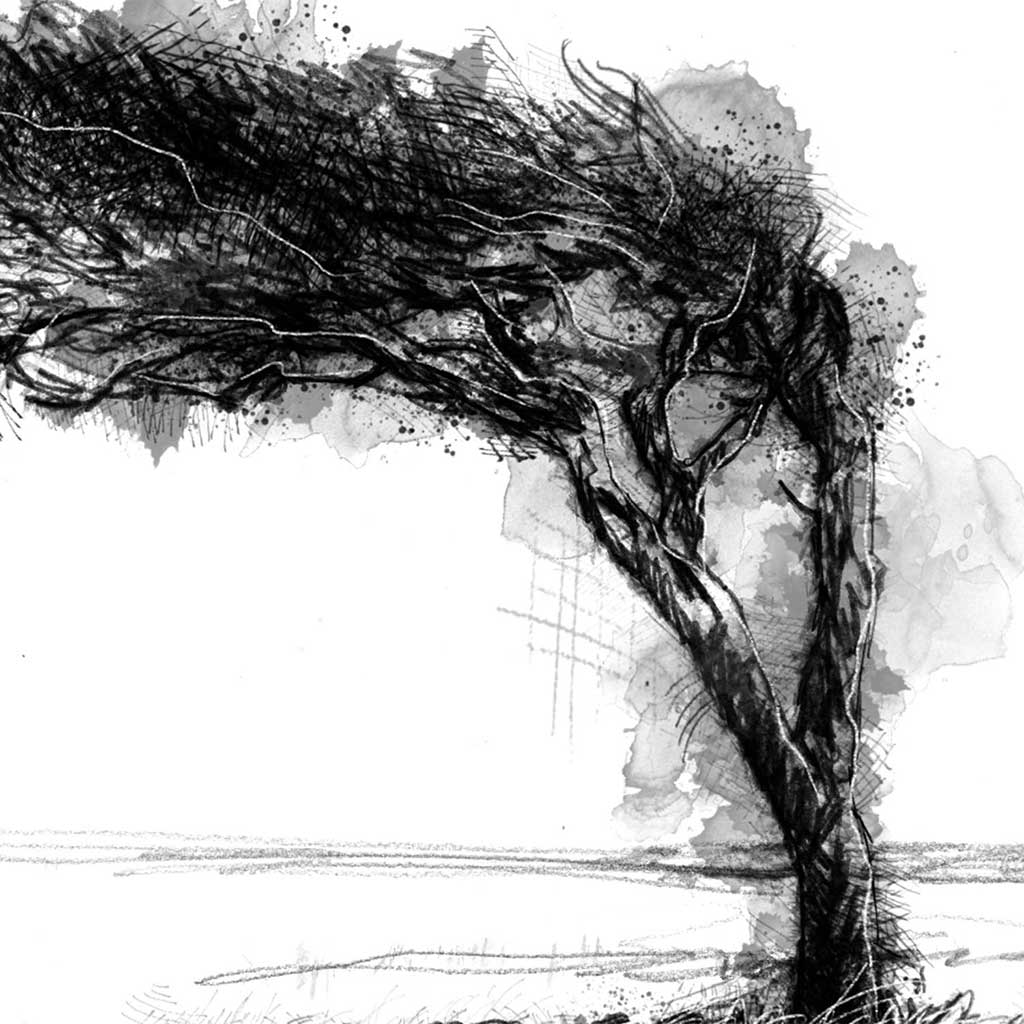 Windswept tree