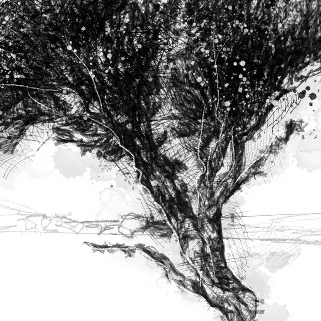 Windswept thorn tree