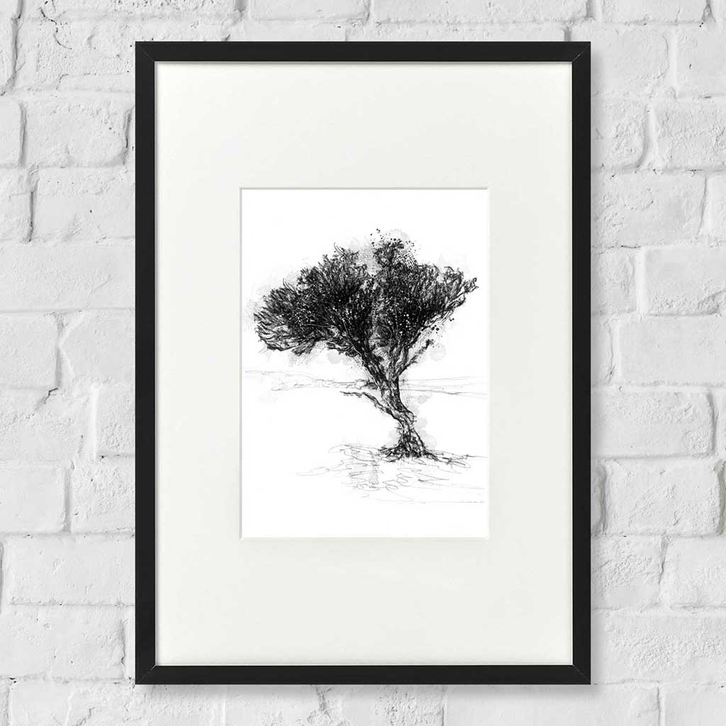 Windswept thorn tree