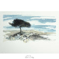 Windswept tree