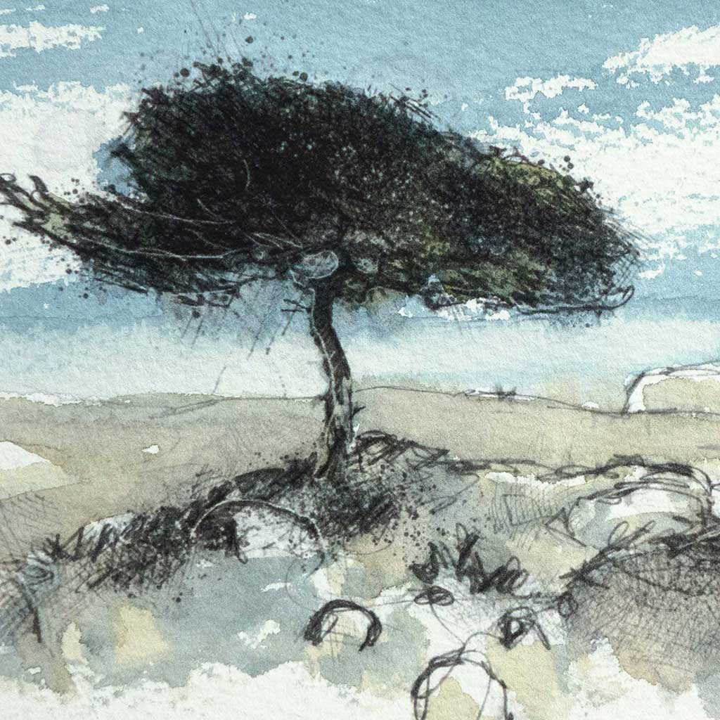 Windswept tree