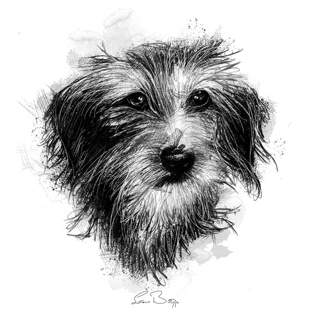 Wired haired scamp