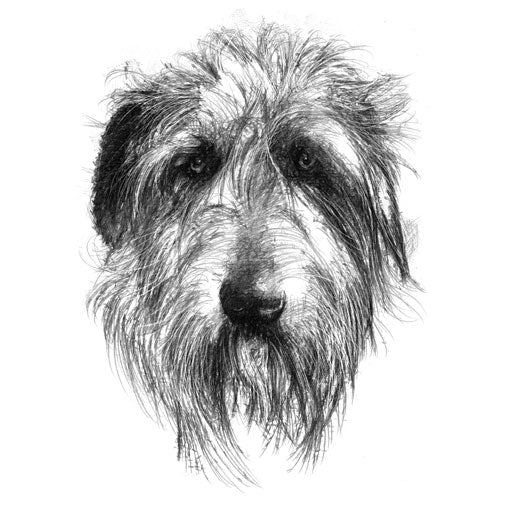 Wolfhound sketch