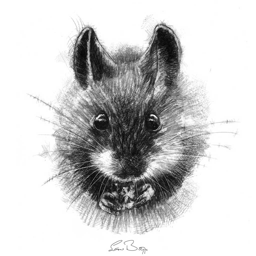 Wood mouse