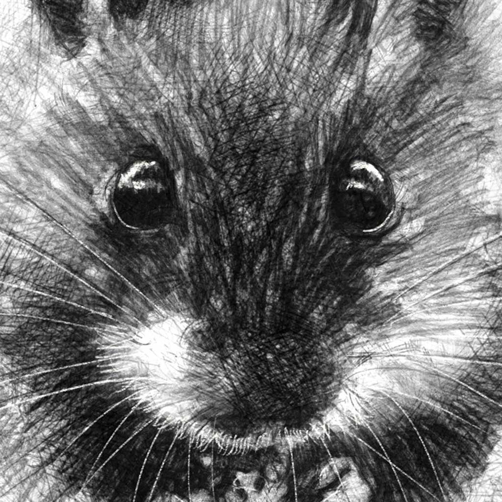 Wood mouse