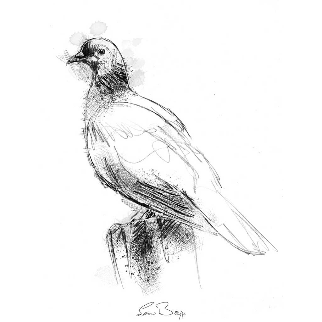 Wood pidgeon