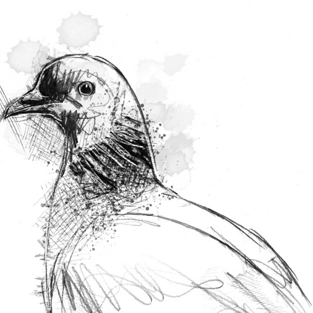 Wood pidgeon