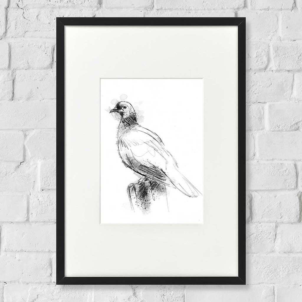 Wood pidgeon