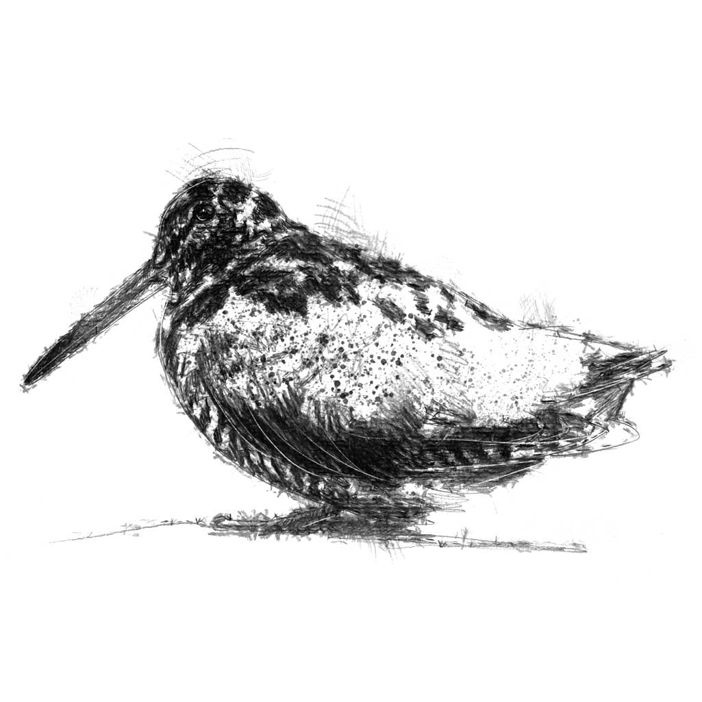 Woodcock