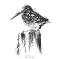 Woodcock sat