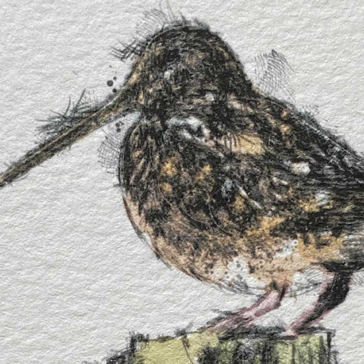 Mini woodcock sketch