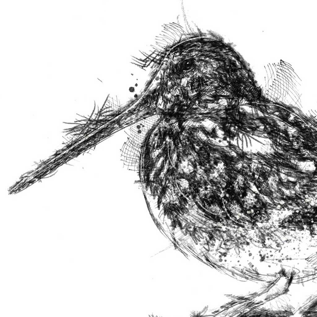 Woodcock sat