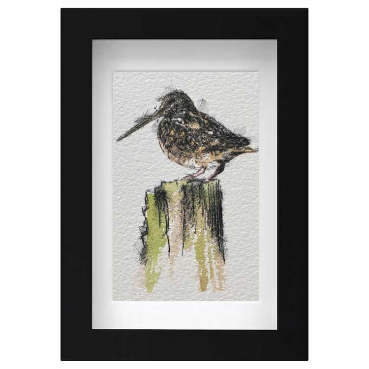 Mini woodcock sketch