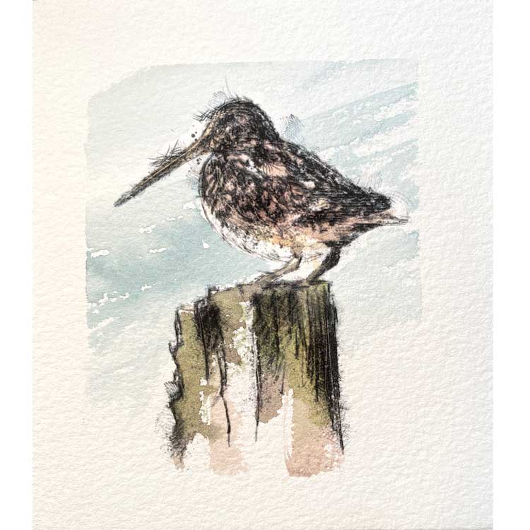 Woodcock mini sketch