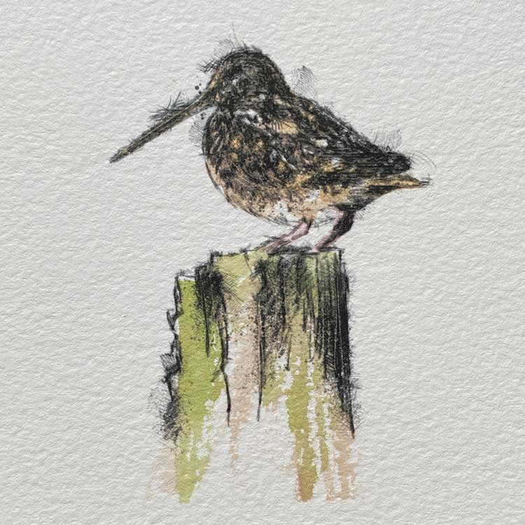 Mini woodcock sketch