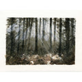 A watercolor painting of a dense forest with tall dark tree trunks and rays of light filtering through the mist, shown on textured paper with a white border.