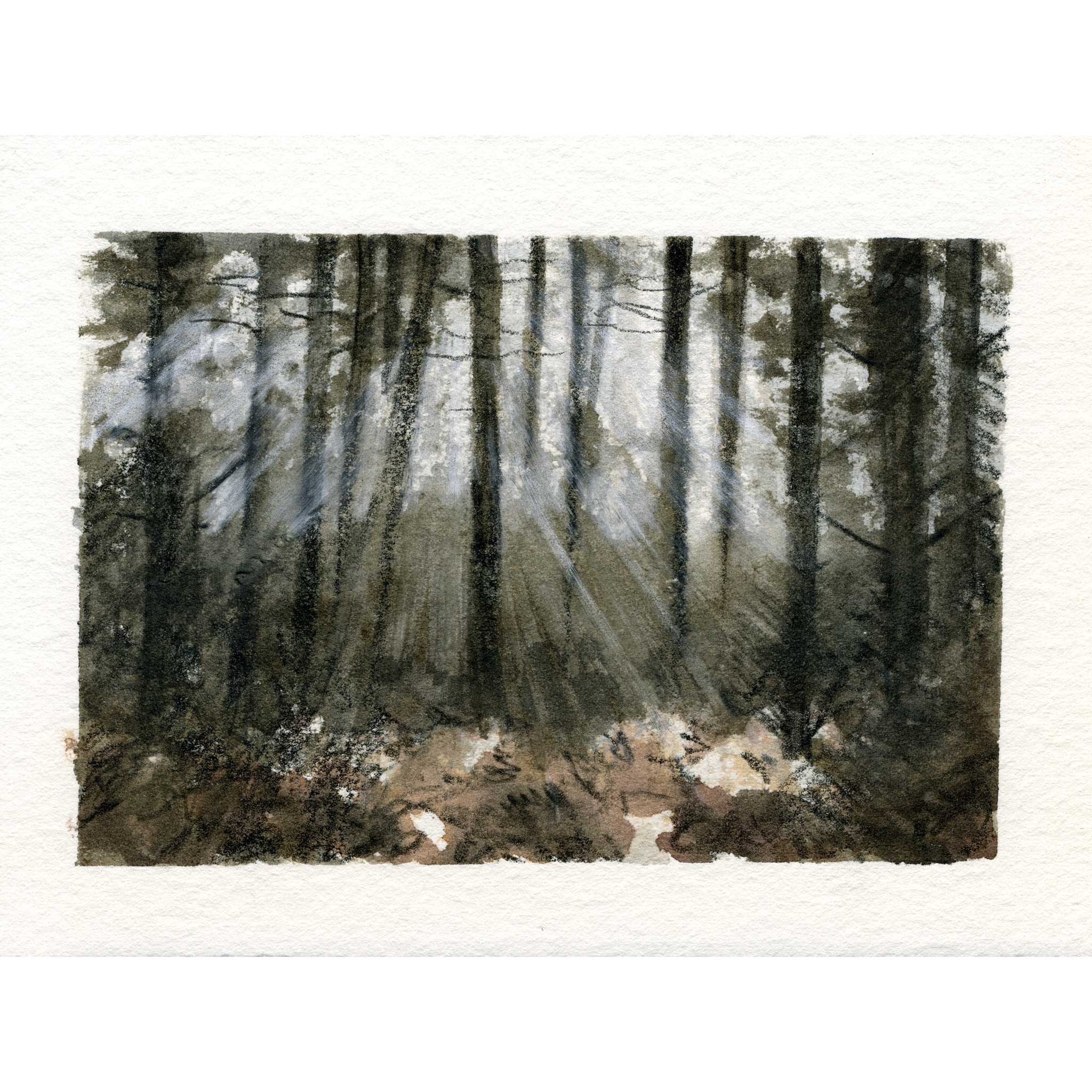 A watercolor painting of a dense forest with tall dark tree trunks and rays of light filtering through the mist, shown on textured paper with a white border.