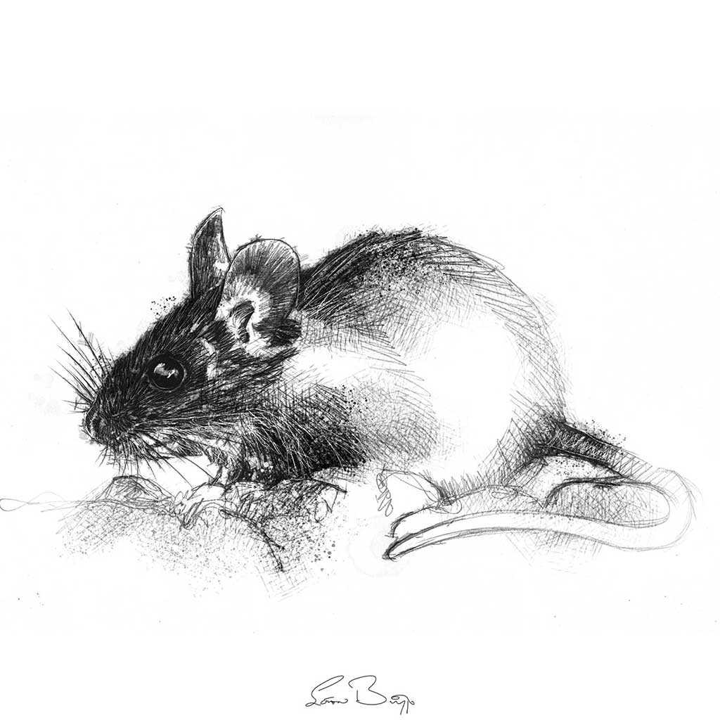 wood mouse