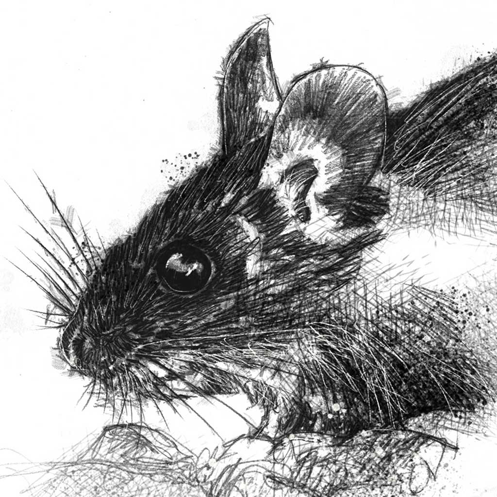 wood mouse
