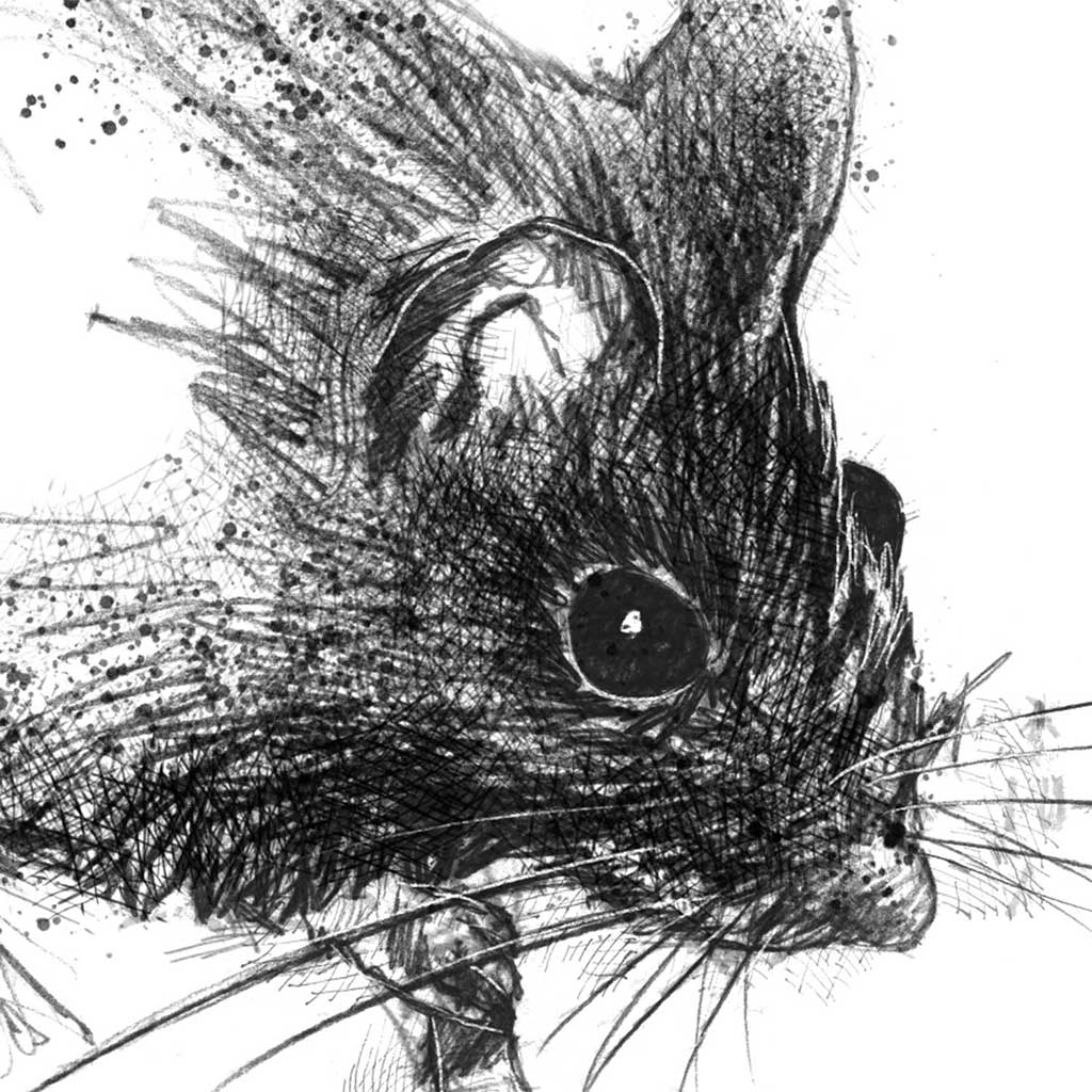 Wood mouse