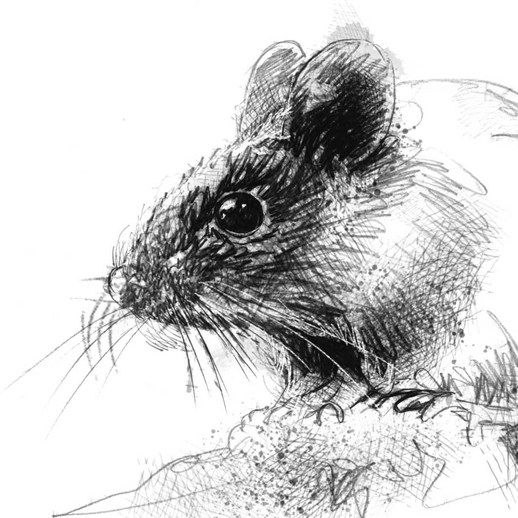 Woodmouse