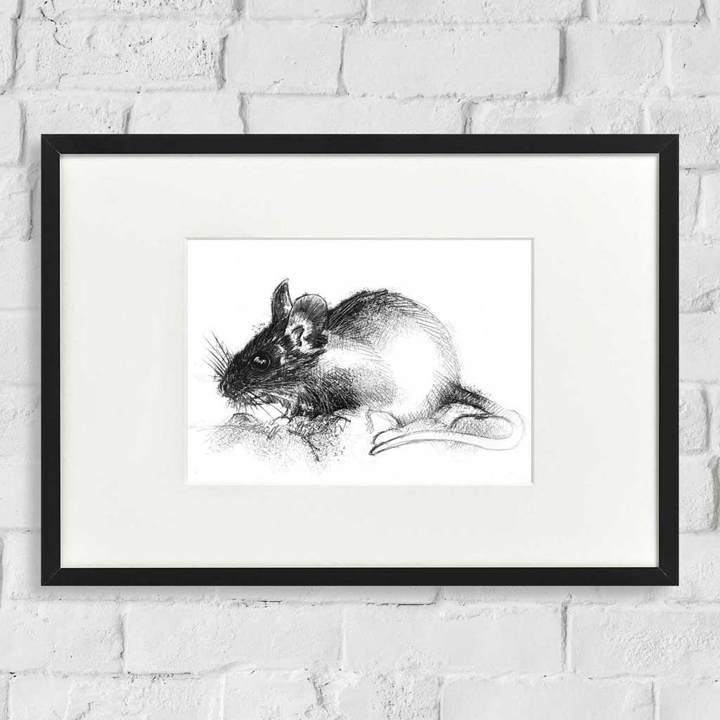 wood mouse