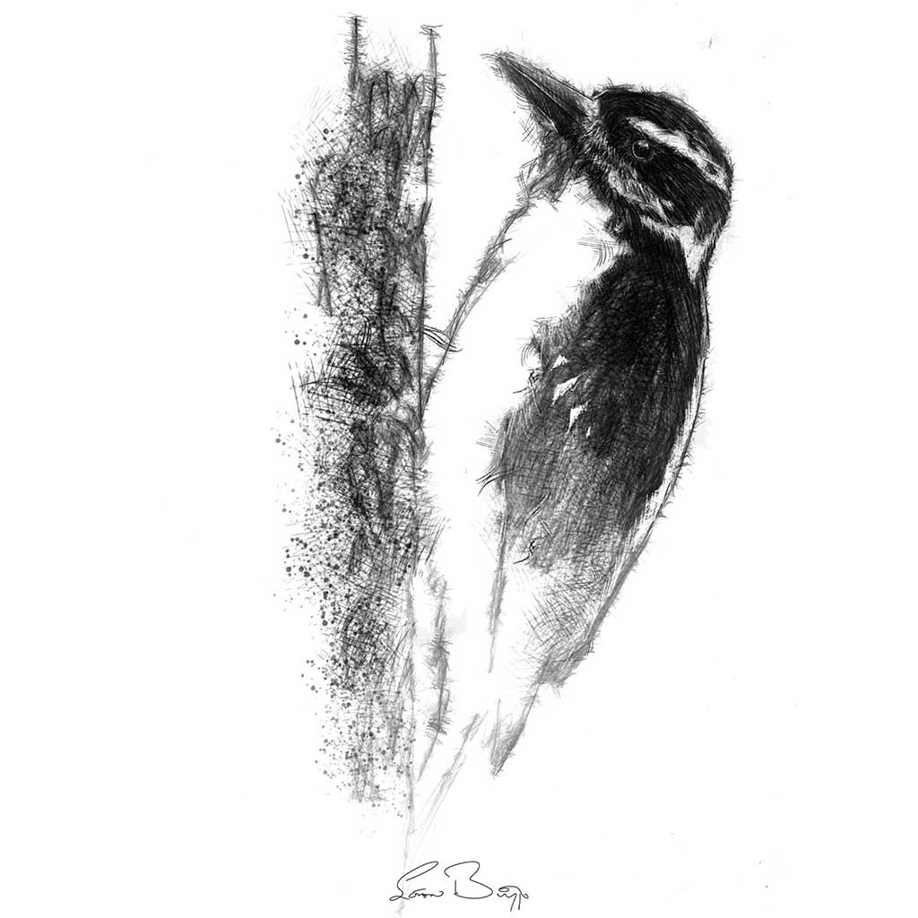 Woodpecker