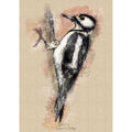 Pied woodpecker