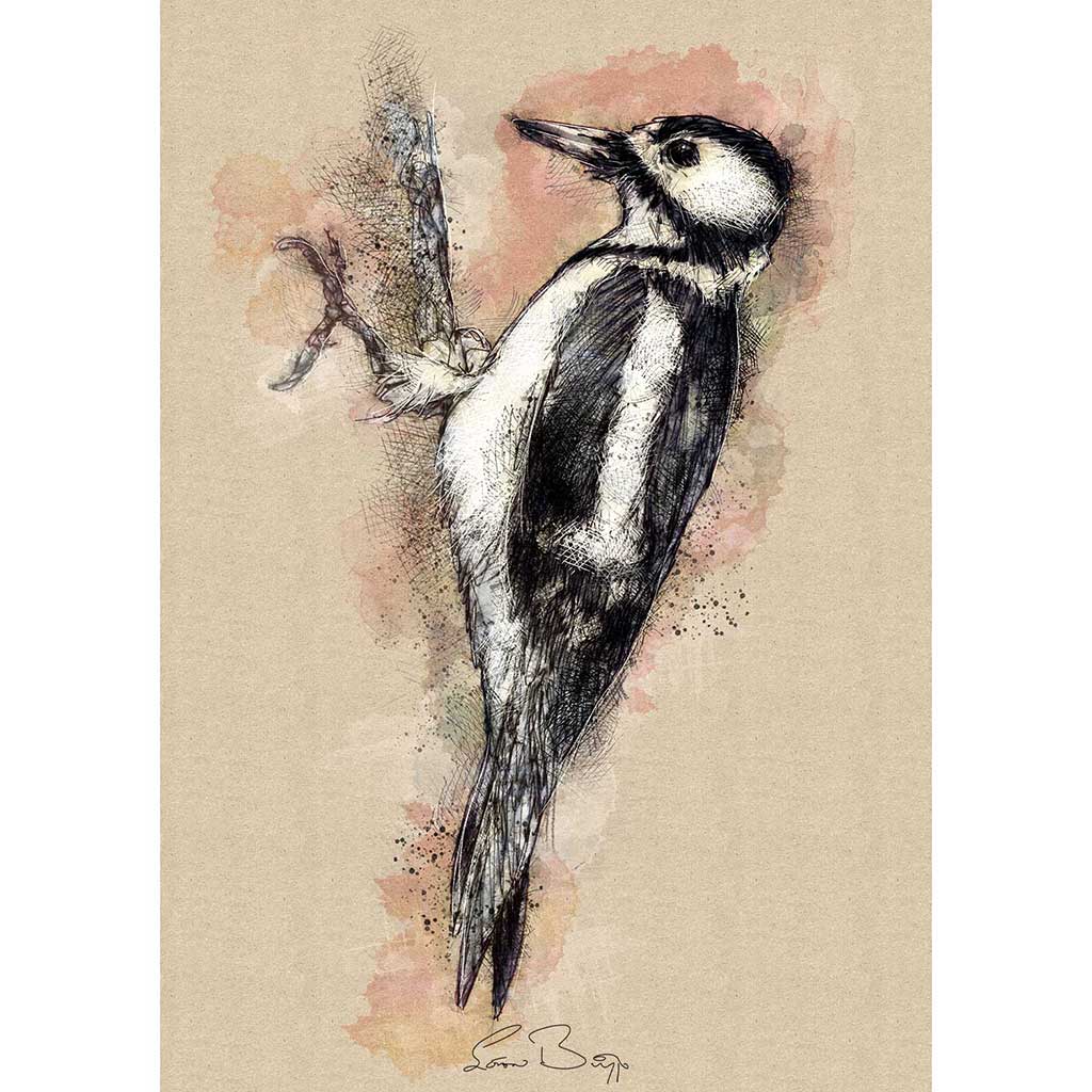 Pied woodpecker