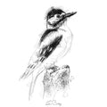 Woodpecker