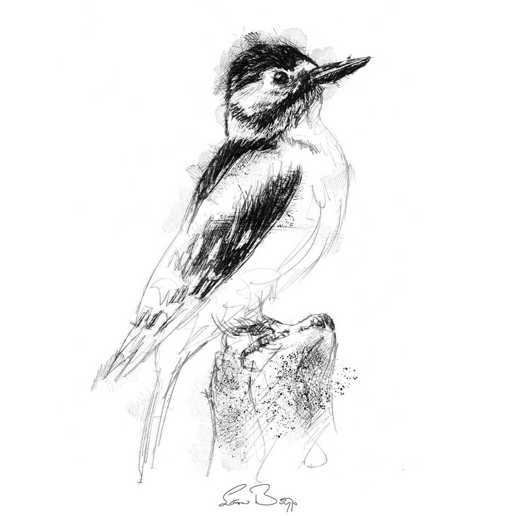 Woodpecker