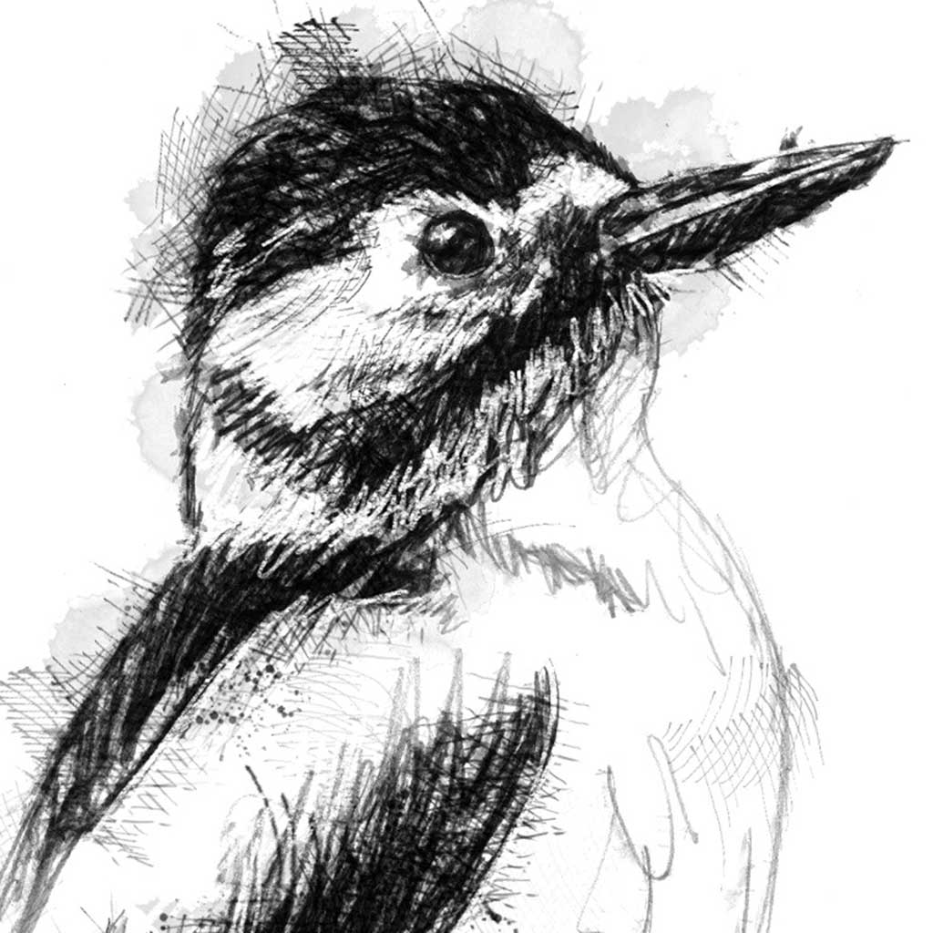 Woodpecker