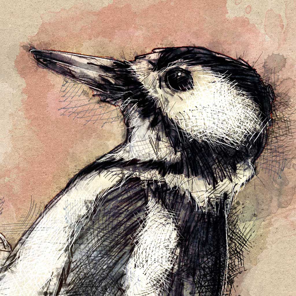Pied woodpecker