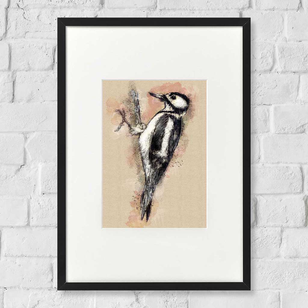 Pied woodpecker