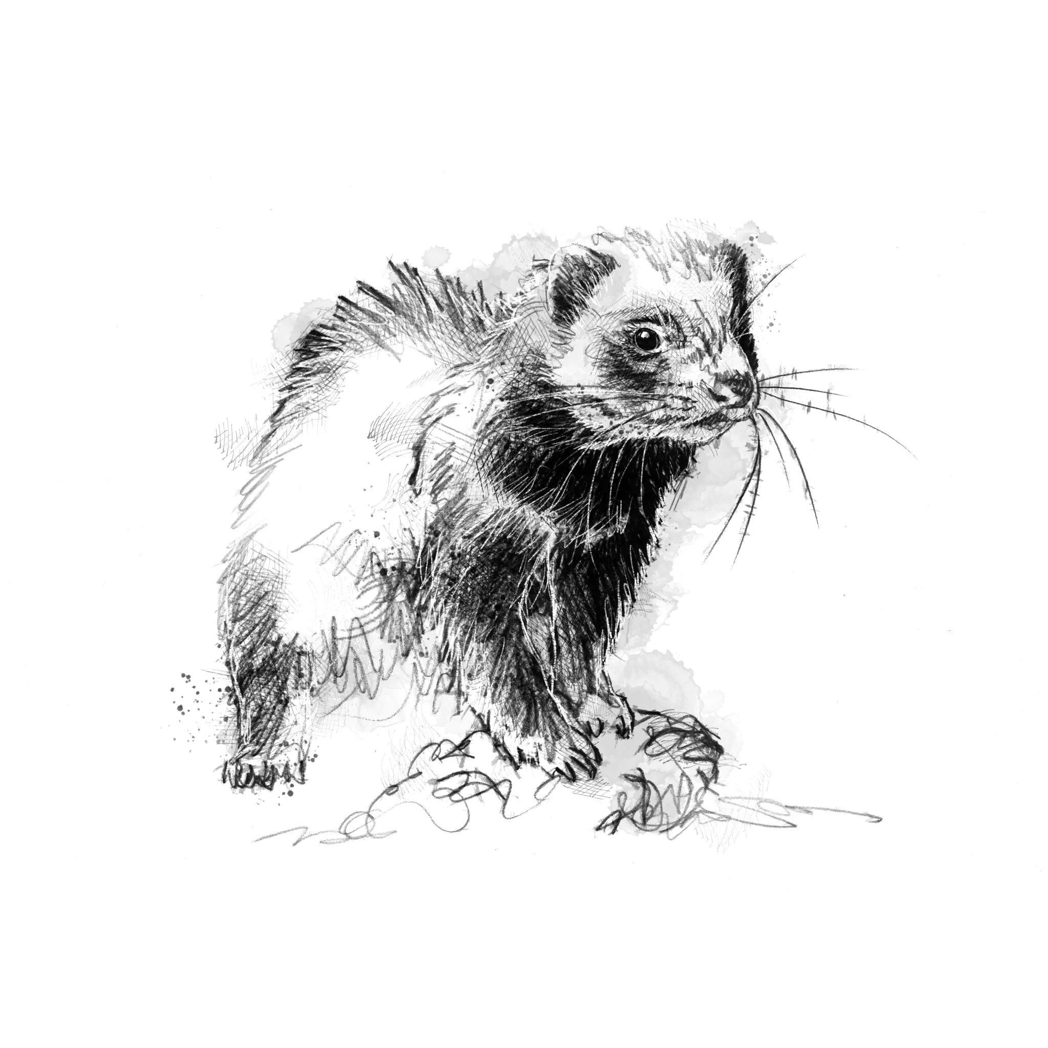 Working Ferret - BW Sketch