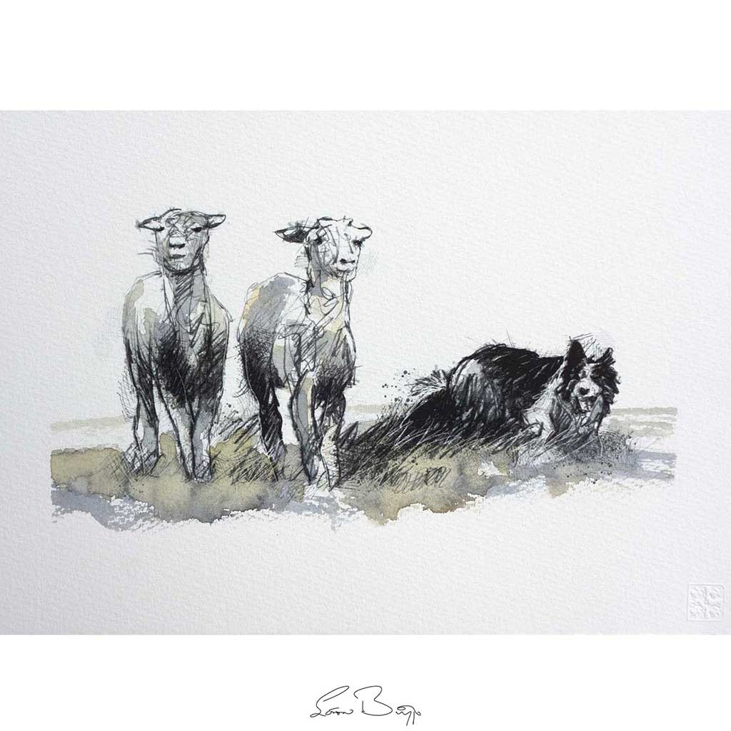 Working sheepdog